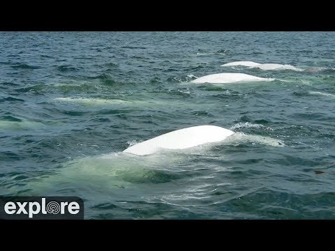 Beluga Boat Cam - On Deck powered by EXPLORE.org