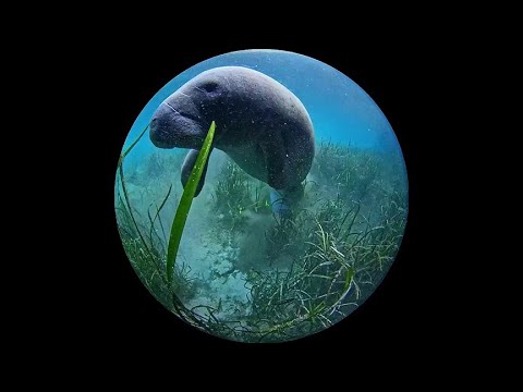Underwater Manatee Cam At Homosassa Springs