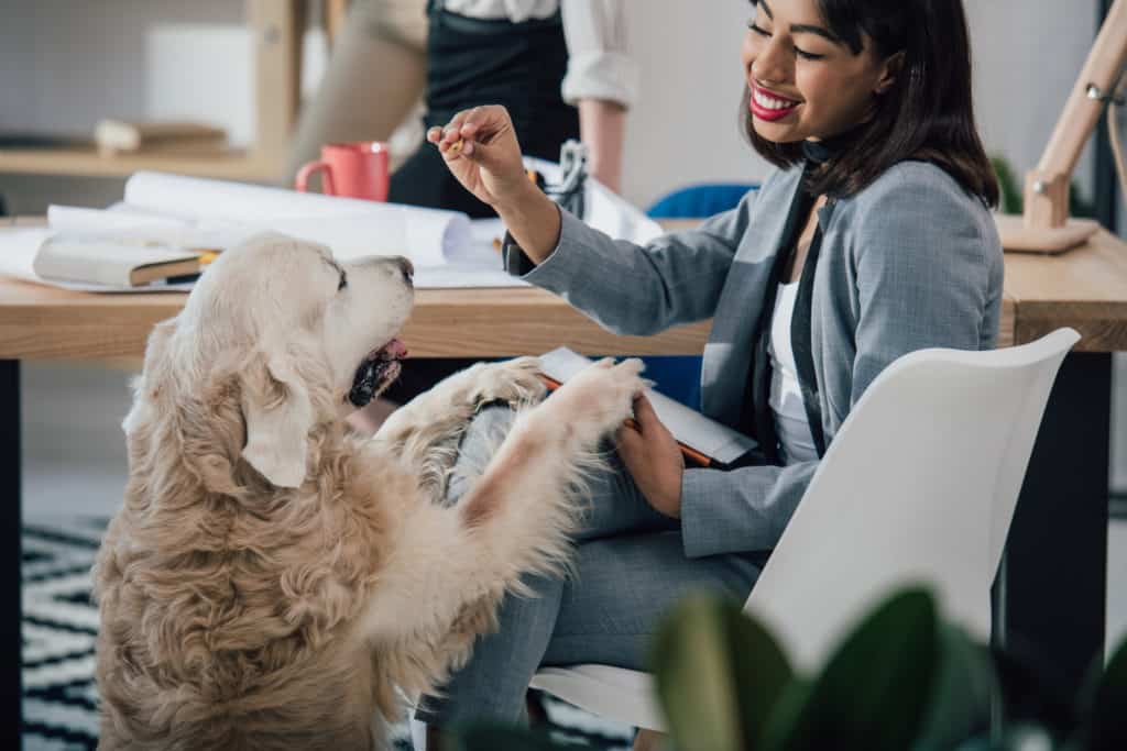 animals in the workplace, taking your pet to work, pets in the workplace