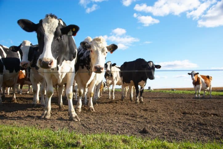world farm animals day, Mindful Living Network, Mindful Living, Dr. Kathleen Hall, The Stress Institute, OurMLN.com, MLN, Alter Your Life