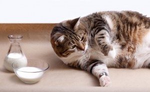 pet obesity, overweight pets, reducing the weight of your pet, pet diet