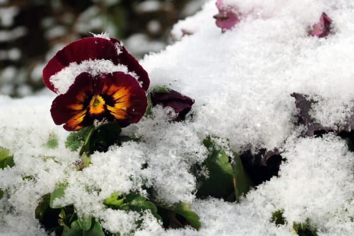 flowers, winter flowers, pansy