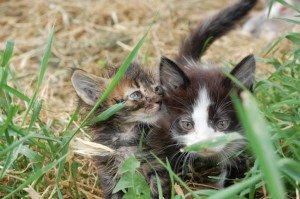 feral cats, stray cats, animal shelter