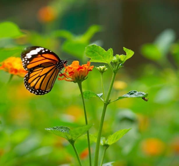 Welcome Garden Critters, Mindful Gardening