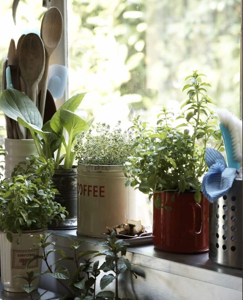 Indoor Garden in Winter Time, Mindful Gardening, Mindful Living Network