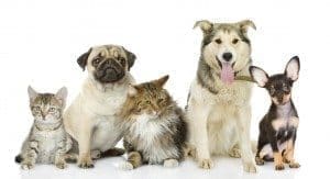 health benefits of being a pet owner, benefits of pet ownership, living with pets