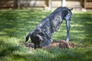how to keep dogs from digging