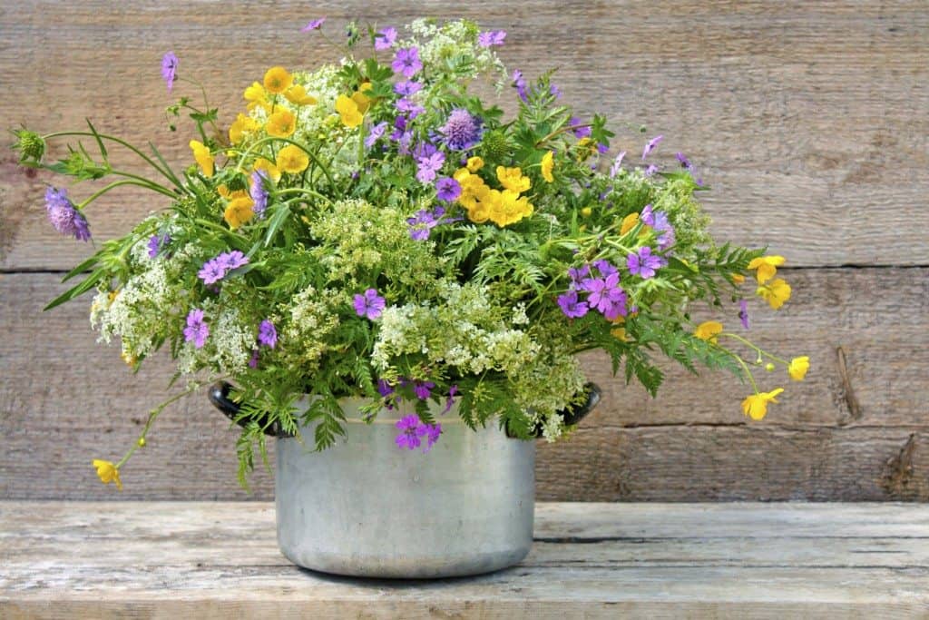 fresh flowers, wildflower, benefits of flowers