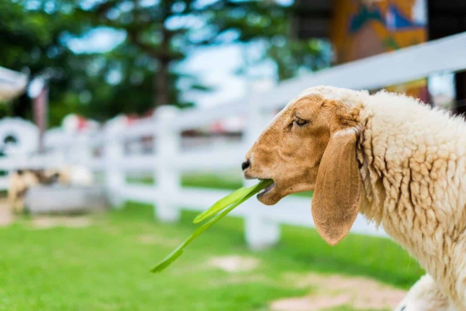 mow your lawn with sheep, lawn care, eco friendly trend