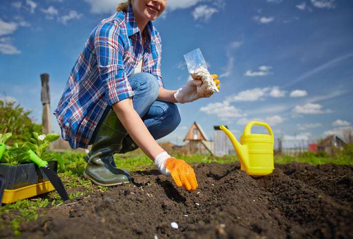 late summer garden crops, vegetable garden,