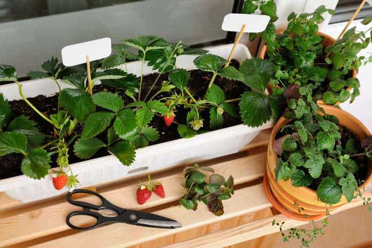 container gardening tips, Mindful Family, plant containers
