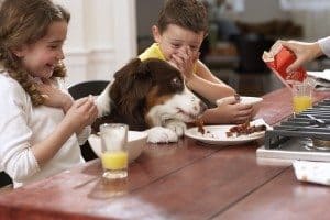 Toxic Foods for Dogs, toxic to dogs