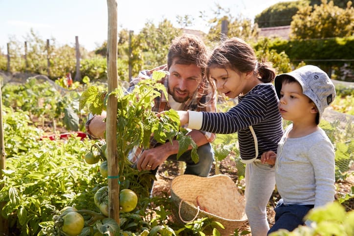 organic mulch, organic garden