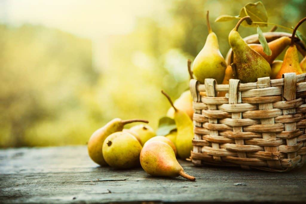 pear month, pear dishes, pears