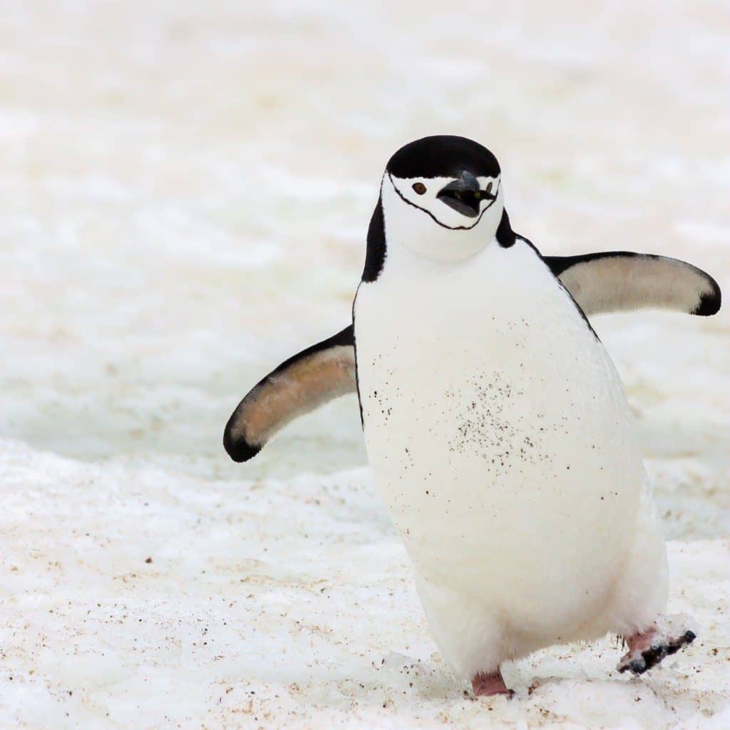 penguin awareness day, penguin awareness, penguin
