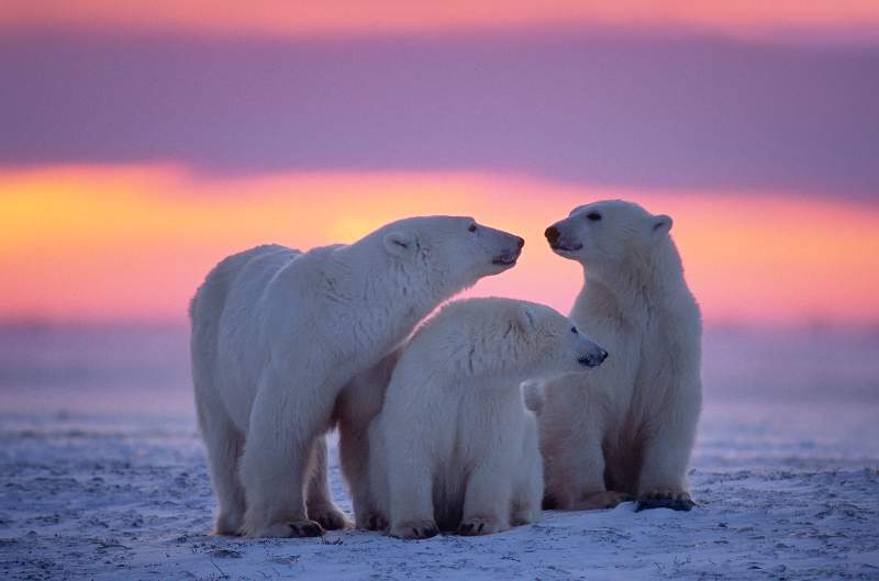 polar bear day, polar bear