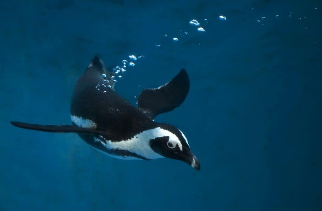 save the penguins, adopt a penguin, endangered species