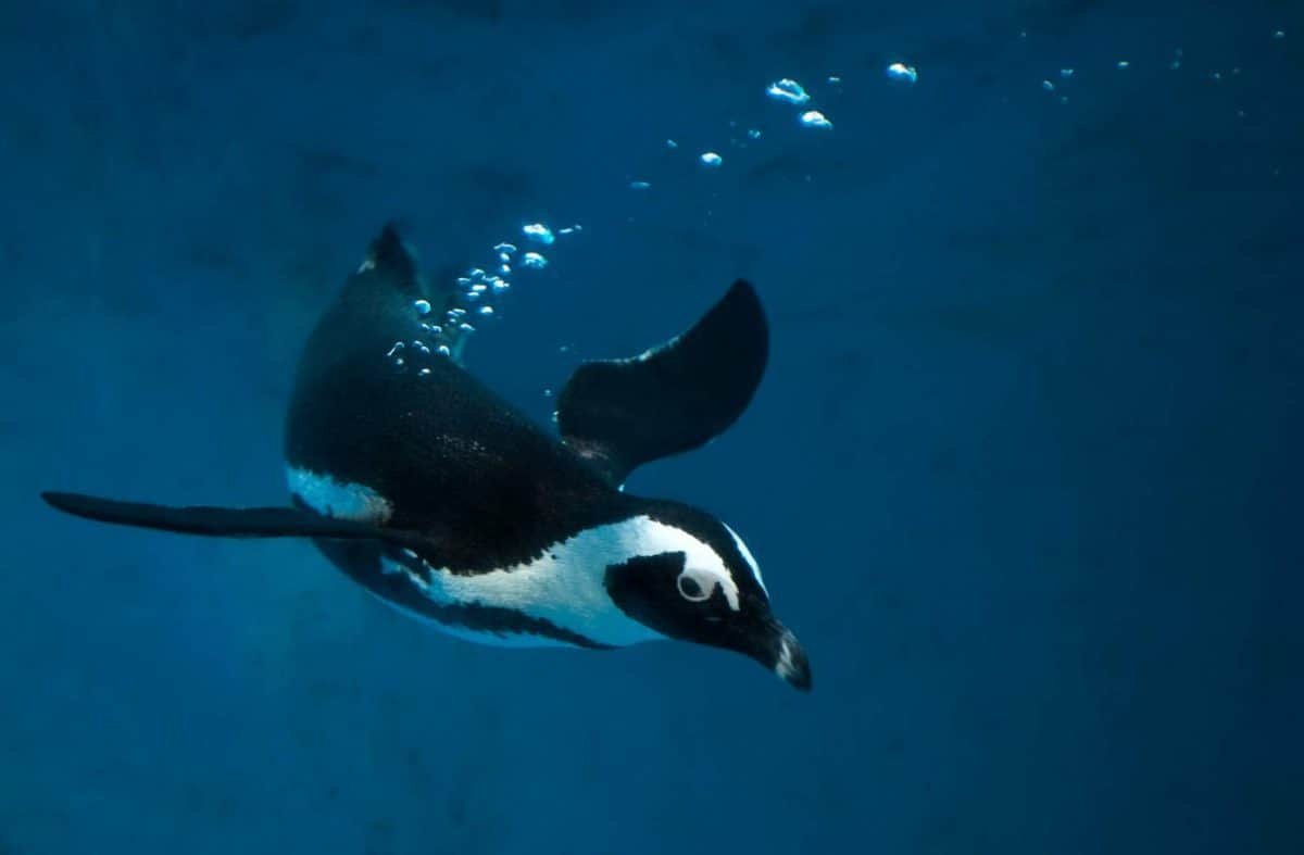 save the penguins, adopt a penguin, endangered species