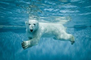 protect polar bears, endangered polar bears, world wildlife fund, endangered species