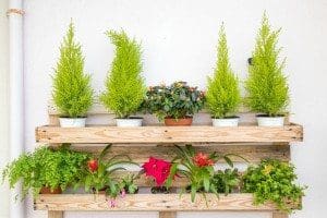 wood shelf with many colorfull flower pots disposed in a beautiful way.