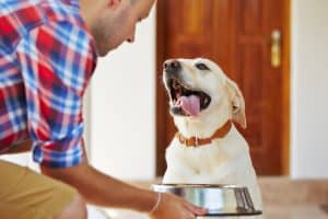 homemade dog food, pet's health, homemade dog food recipes