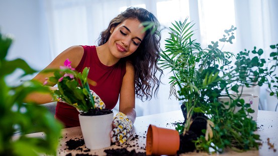 air purifying indoor plants, top indoor plants, plants reduce stress