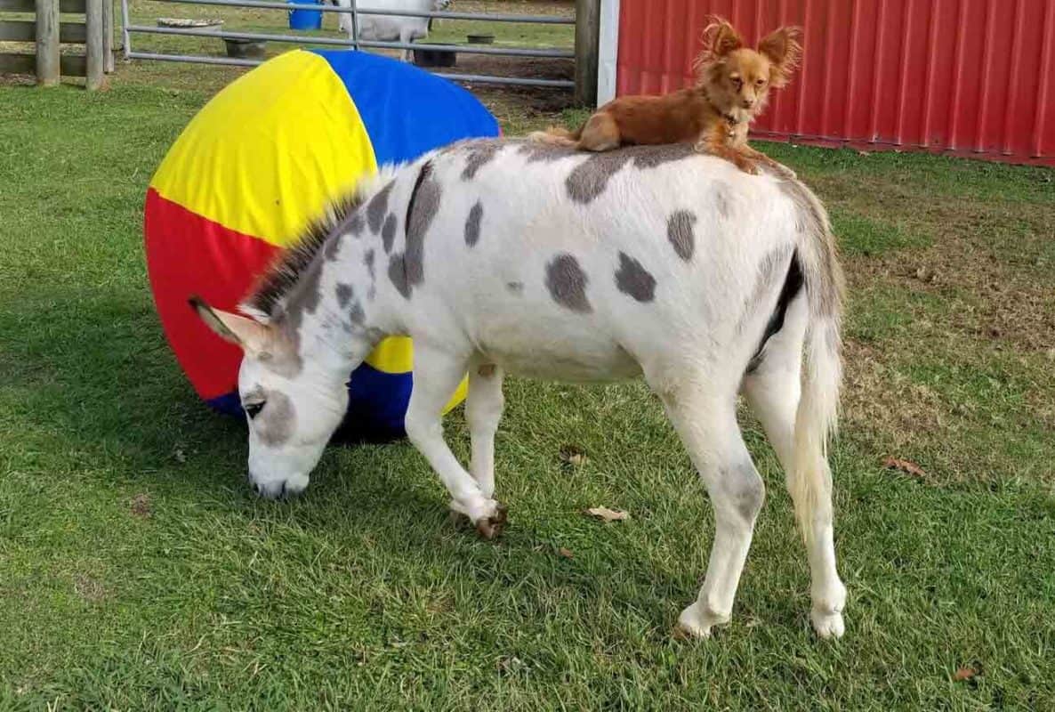 Rescued Chihuahua and Donkey Become Best Friends