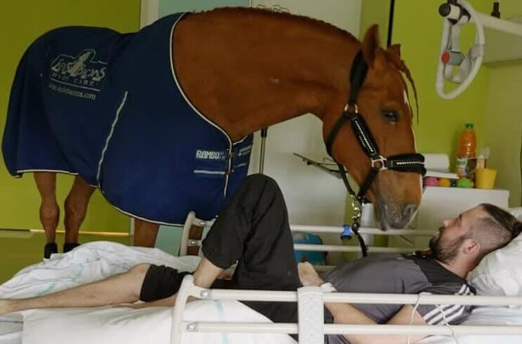 Doctor Peyo, Therapy Horse
