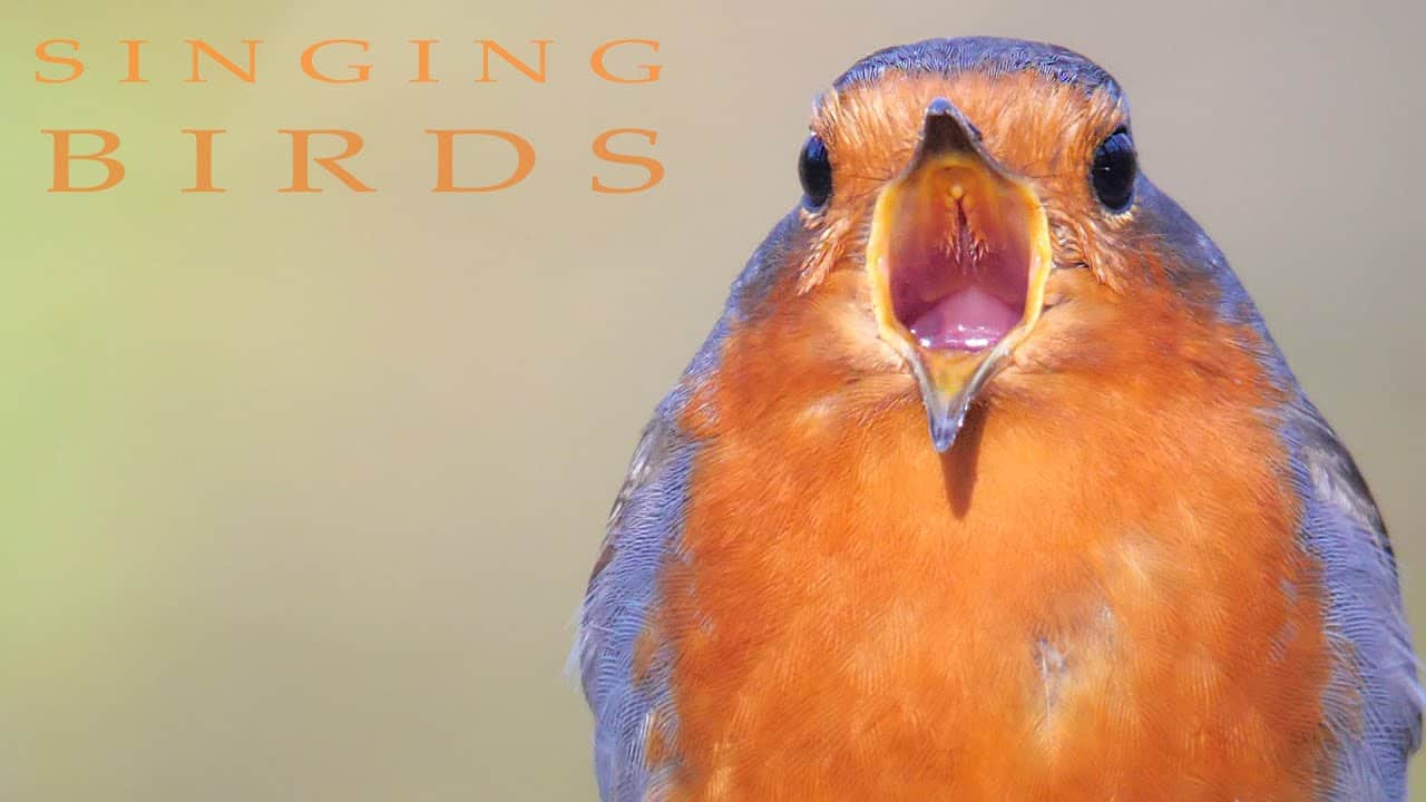 Birds Singing in Spring