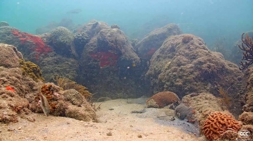 Live Underwater View of 'Coral City'