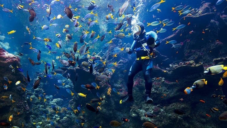 Live Coral Reef Cam - Explore.org LIVECAM