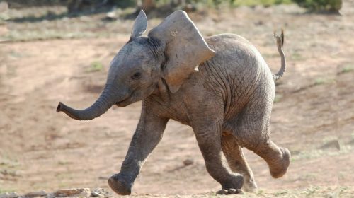 Funny and Cute Baby Elephant Videos Compilation