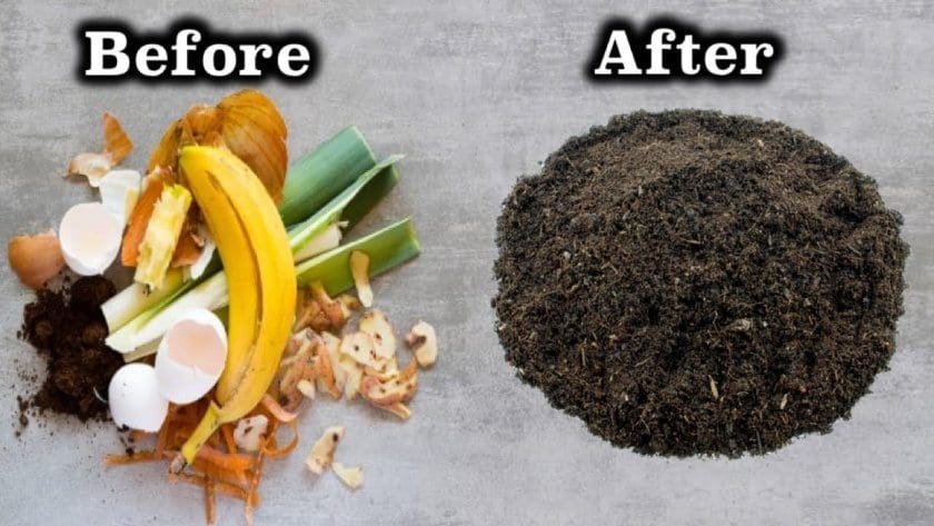 Learn how to compost