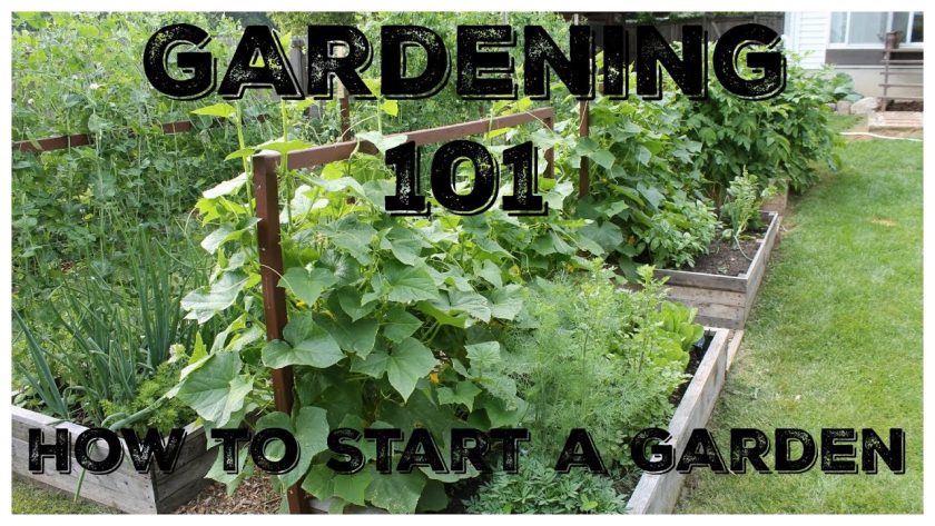 Gardening 101: How To Start A Garden