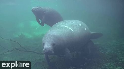Blue Spring Park Above-Water Manatee Cam
