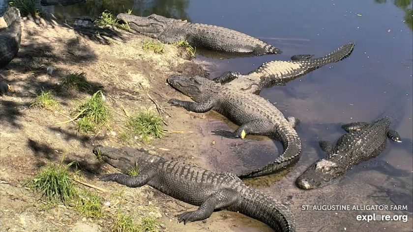 Live Alligator Swamp in Florida – Explore.org LIVECAM