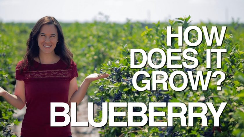 Blueberries have been growing in North America for thousands of years - they’re a native crop! But until recently, if you wanted to eat them, you had to find them in the wild. We uncover the amazing story of how the blueberry was tamed.