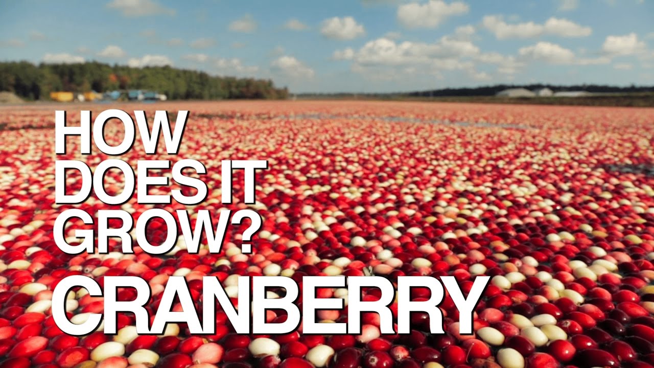 Learn How Cranberries Grow