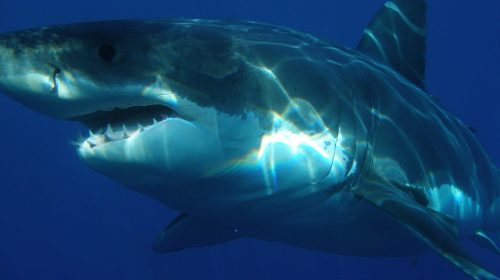 Encounter with a Great White Shark