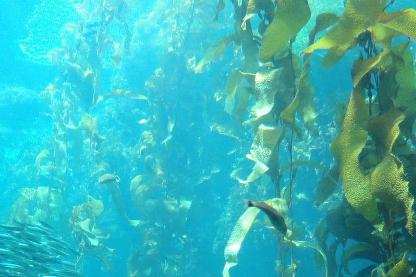 Kelp Forest at Monterrey Bay Aquarium