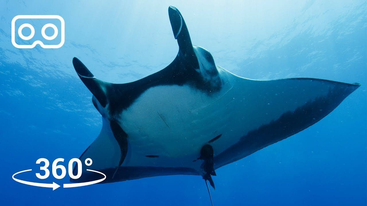 Take a Dive with Giant Manta Rays in Mexico