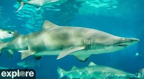 Live View: Sharks in the Atlantic at Cape Fear – Explore.org LIVECAM