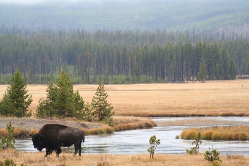 bison water hole