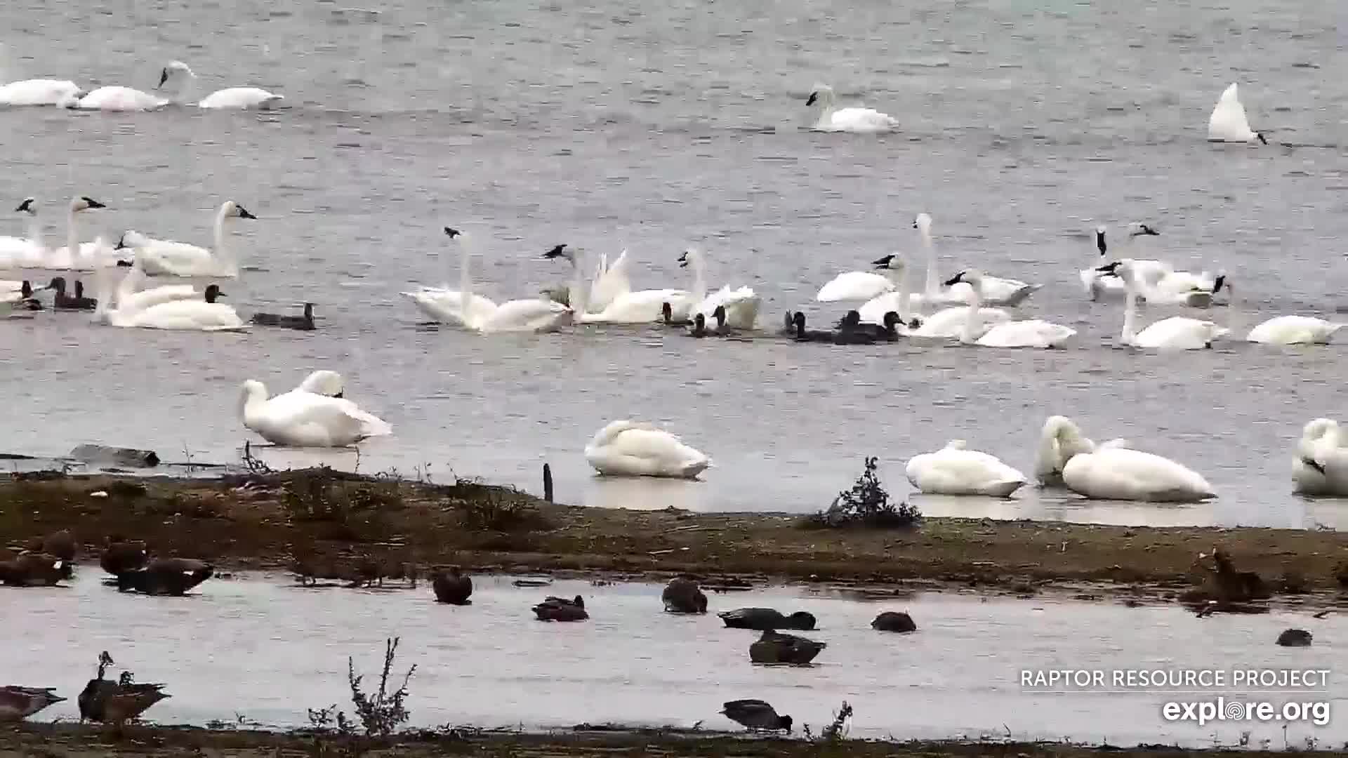 Mississippi River Flyway Cam - Explore.org LIVECAM