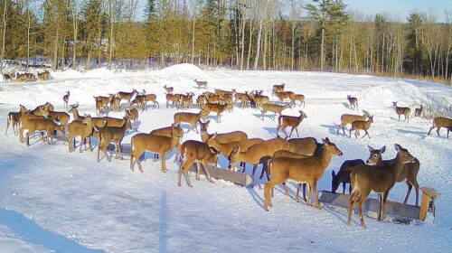 Brownville Food Pantry For Deer