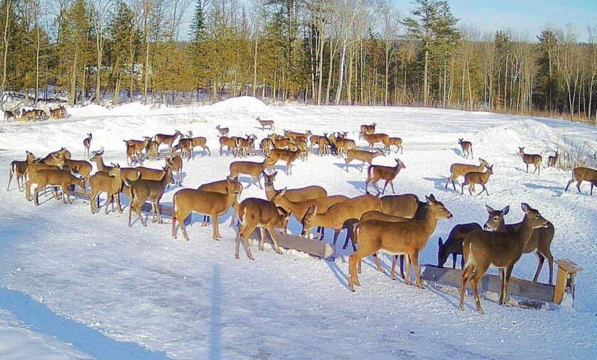 Brownville Food Pantry For Deer