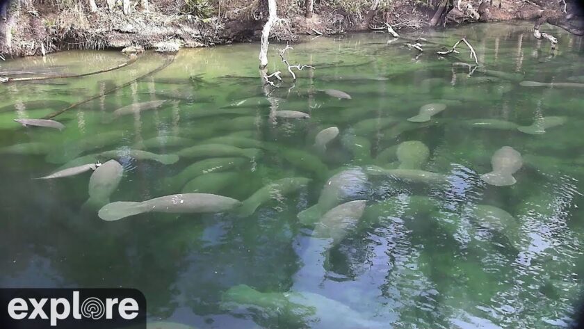 Blue Spring Park Above-Water Manatee Cam