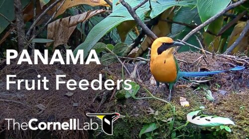 panama fruit feeder bird cam