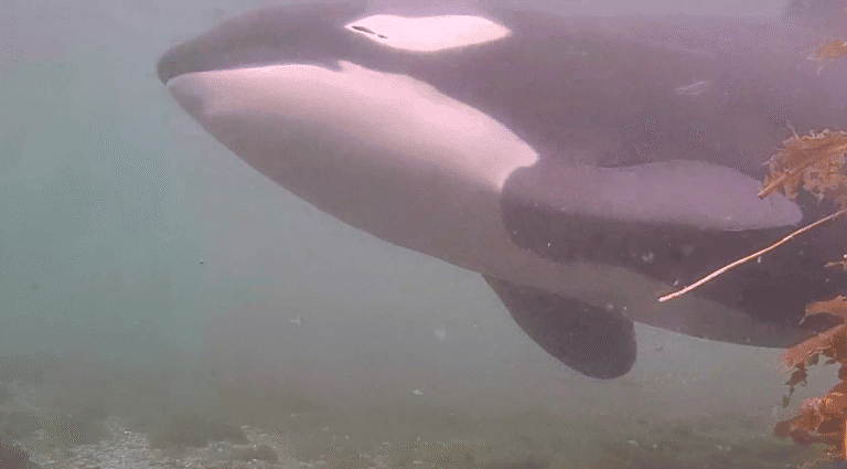 Strider Rubbing Beach – Underwater View – Explore.org LIVECAM