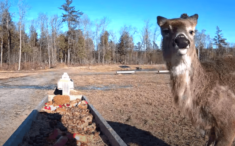 Brownville’s “Food Pantry for Deer” Trough View